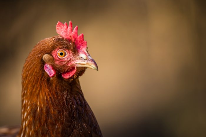 Optical Lenses Use Lasers To Butcher Meat 