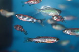 Zebrafish & Microscopy